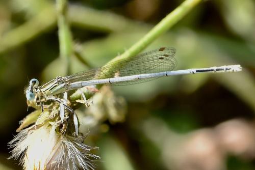 Platycnemis latipes