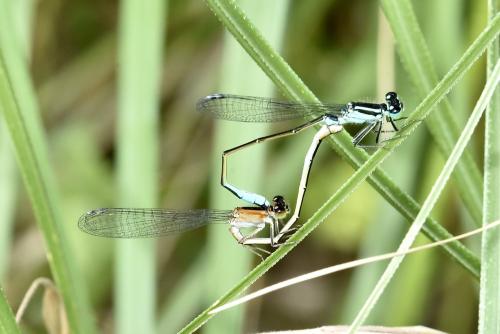 Ischnura elegans