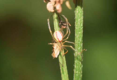 Réf. 345 309 : Enoplognatha (latimana-ovata)