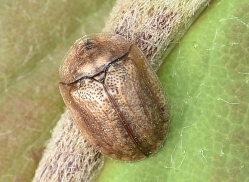 Réf. 345 123 : Hypocassida subferruginea