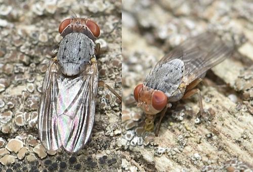Réf. 345 242 : Prosopomyia pallida