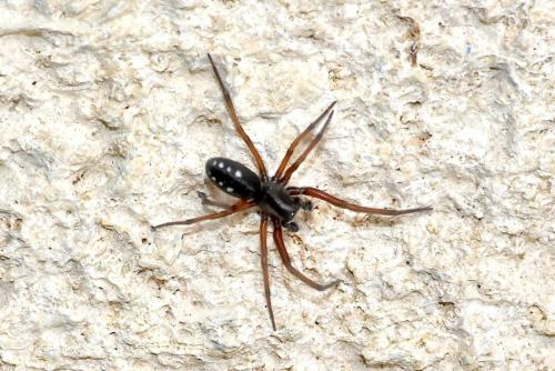Réf. 345 160 : Nurscia albomaculata