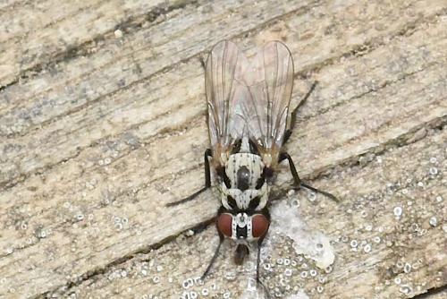 Réf. 345 165 : Anthomyia procellaris