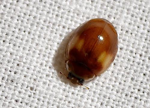 Réf. 345 958 : Adalia decempunctata