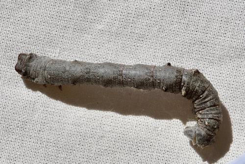 Réf. 345 917 : Biston strataria
