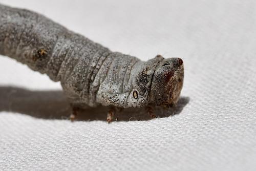 Réf. 345 918 : Biston strataria