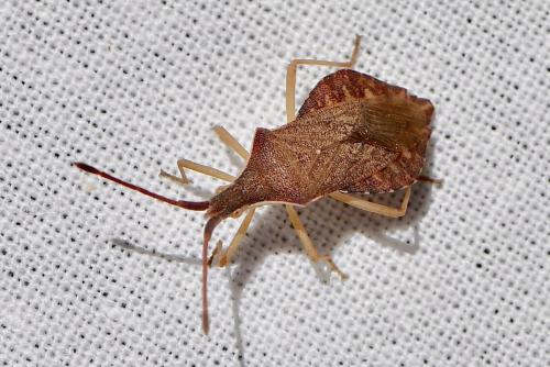 Réf. 345 724 : Haploprocta sulcicornis