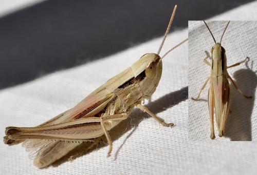 Euchorthippus elegantulus