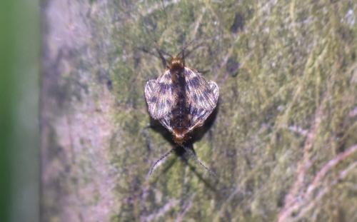 Réf. 345 416 : Trichomyia sp.