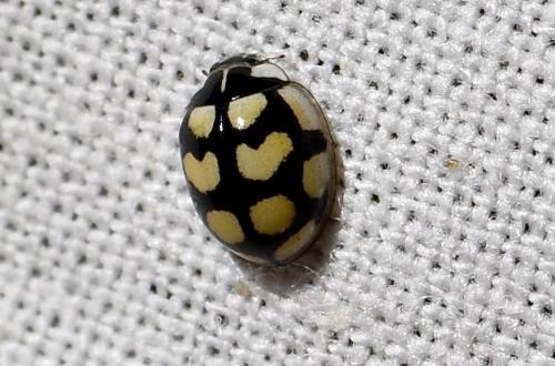 Réf. 345 617 : Oenopia lyncea