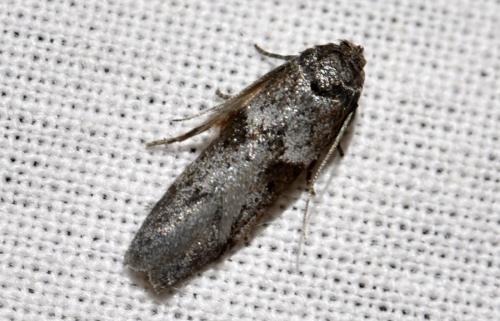 Blastobasis sp.