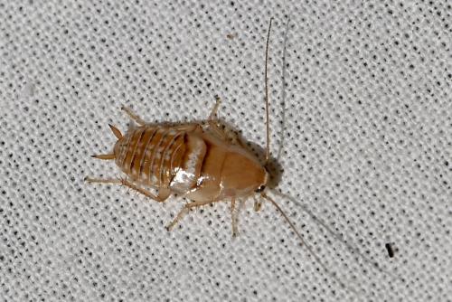 Réf. 345 660 : Planuncus vinzi