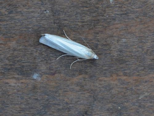Réf. 345 005 : Crambus perlella