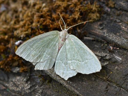 Réf. 345 522 : Hemithea aestivaria