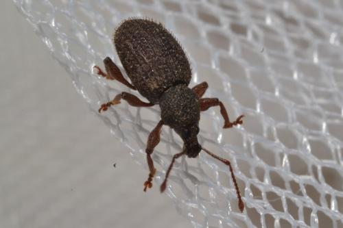Otiorhynchus sp.