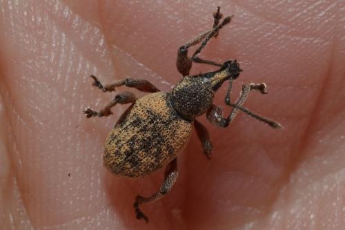 Otiorhynchus cancellatus