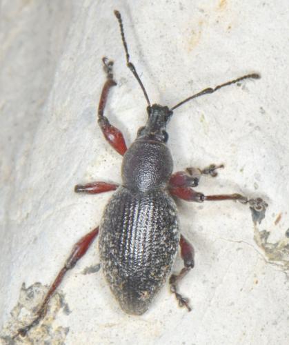 Réf. 345 262 : Otiorhynchus sp.