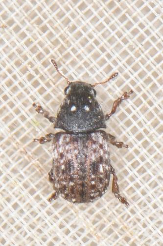 Anthribus subroseus