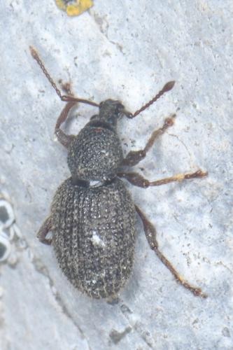 Otiorhynchus sp.