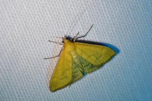 Mecyna lutealis