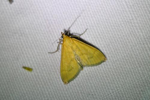 Réf. 345 902 : Mecyna lutealis