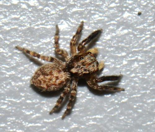 Pseudeuophrys vafra