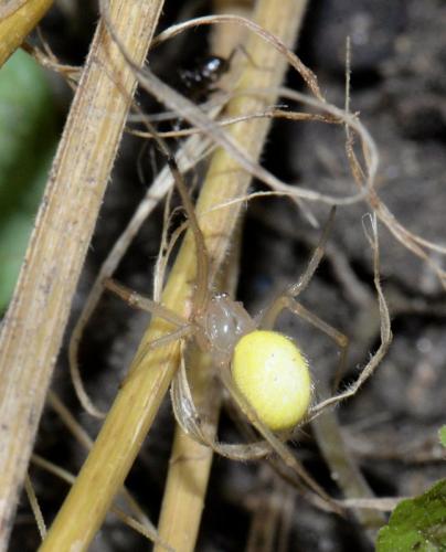 Enoplognatha (latimana-ovata)