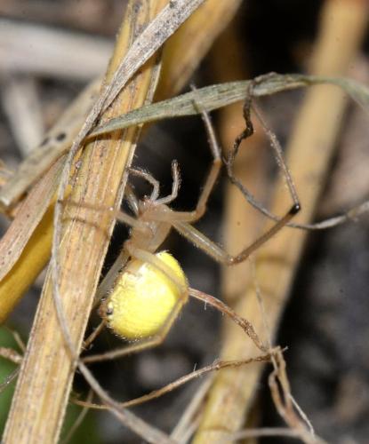 Enoplognatha (latimana-ovata)