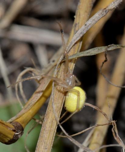 Réf. 345 275 : Enoplognatha (latimana-ovata)