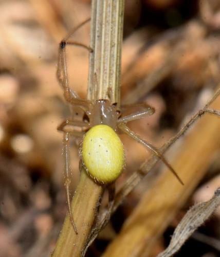 Enoplognatha (latimana-ovata)