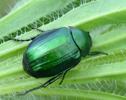 Réf. 345 404 : Anomala dubia