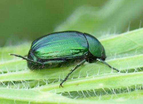 Réf. 345 405 : Anomala dubia