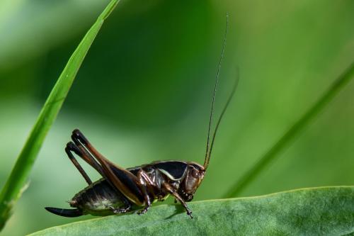 Metrioptera brachyptera