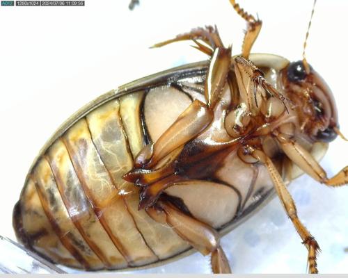 Réf. 345 529 : Dytiscus marginalis