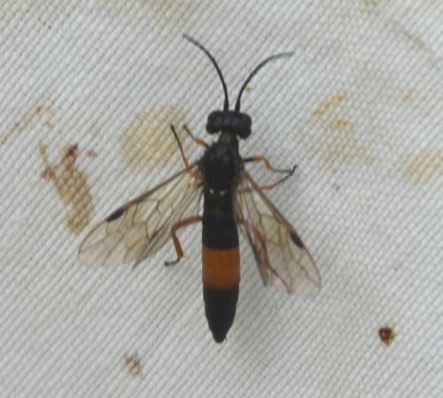 Emphytus calceatus