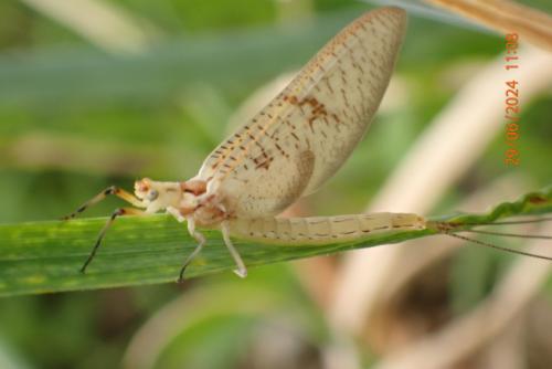Ephemera glaucops