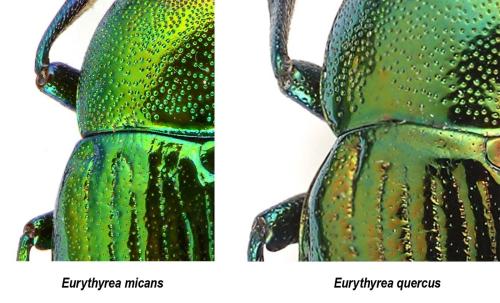 Eurythyrea sp.