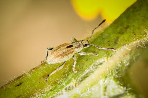 Simmeiropsis schoenherri