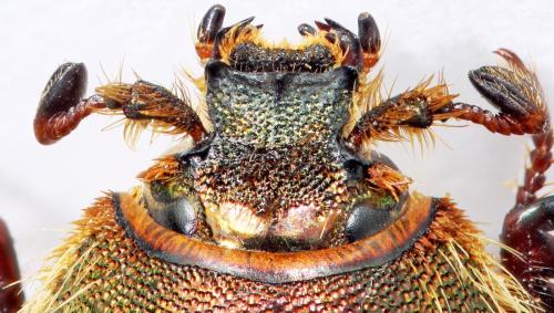 Glaphyrus superbus straussi
