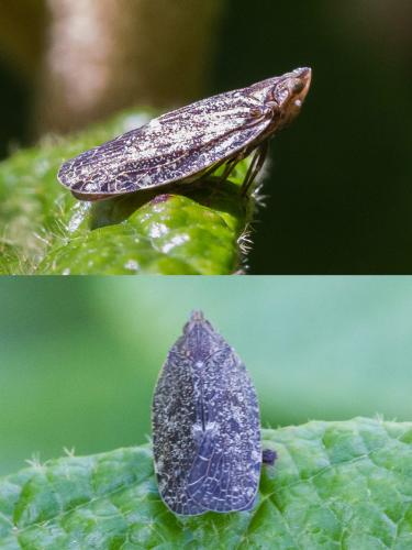 Cixidia pilatoi