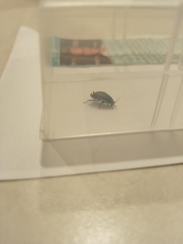 Loboptera decipiens