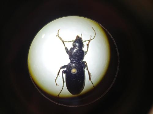 Pterostichus madidus