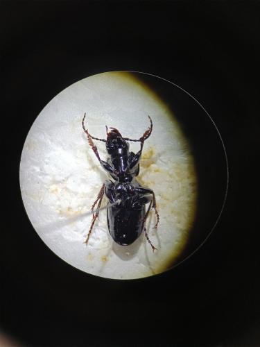Pterostichus madidus