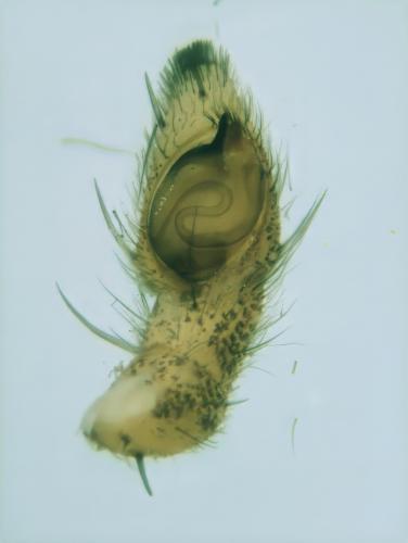 Réf. 345 524 : Tibellus oblongus