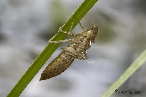 Anax sp.