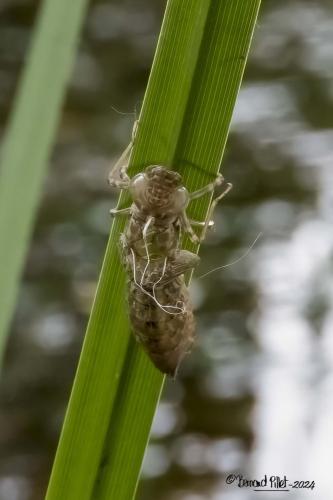 Anax sp.