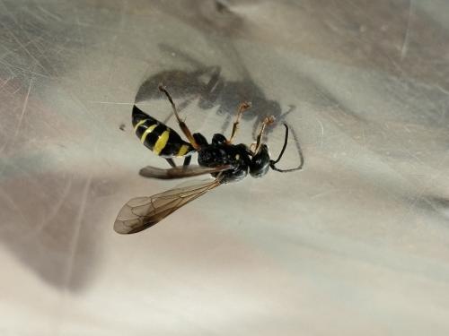 Réf. 345 602 : Gorytes sp.
