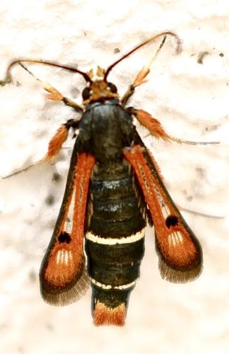 Réf. 345 497 : Pyropteron chrysidiformis