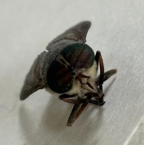 Réf. 345 778 : Tabanus tergestinus