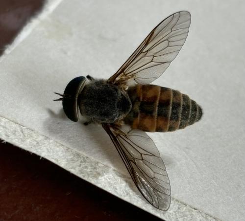 Réf. 345 855 : Tabanus tergestinus